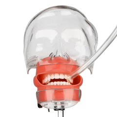 Advanced Dental Phantom Head for Students/Dentist Typodont Practice