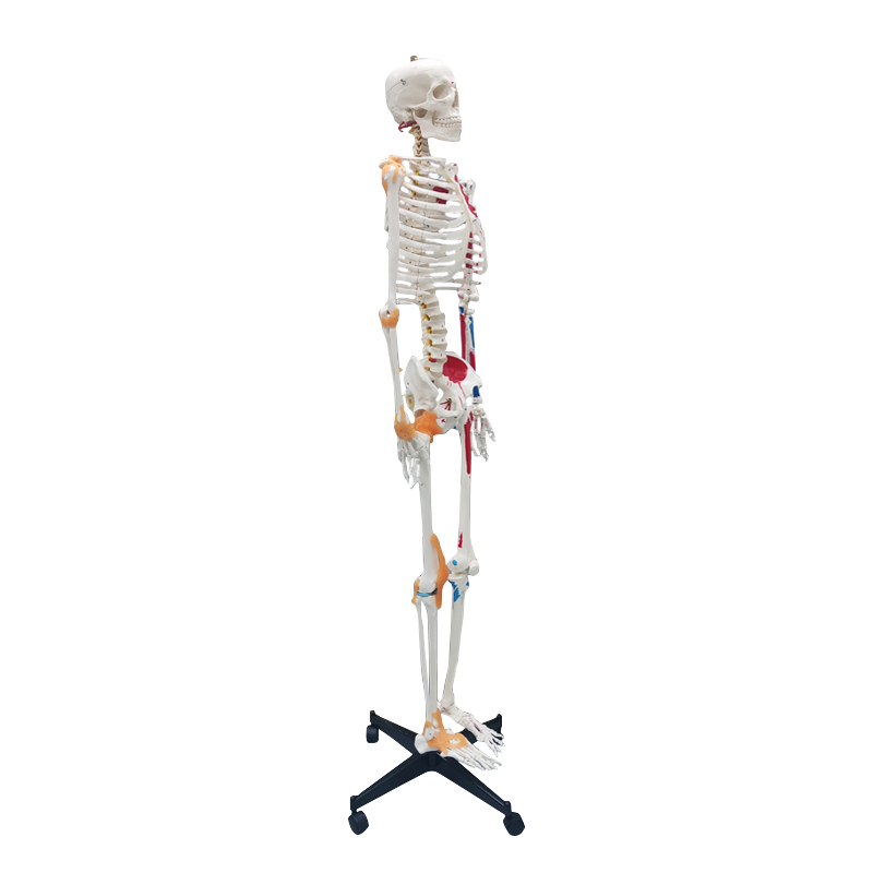 Full Skeleton Model 180cm with Colored Ligaments, Nerve, Stand