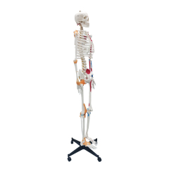 Full Skeleton Model 180cm with Colored Ligaments, Nerve, Stand