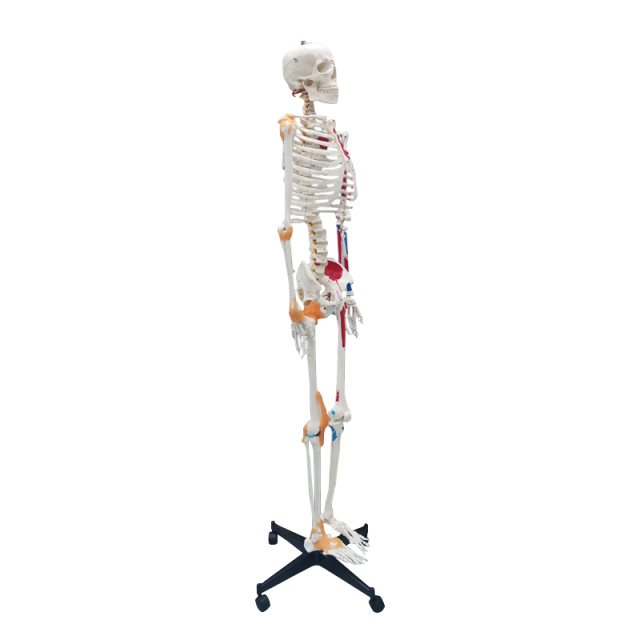 Full Skeleton Model 180cm with Colored Ligaments, Nerve, Stand