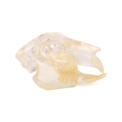 Clear 3D Rabbit Teeth Dentition Model with Skull, Jaw for Teaching