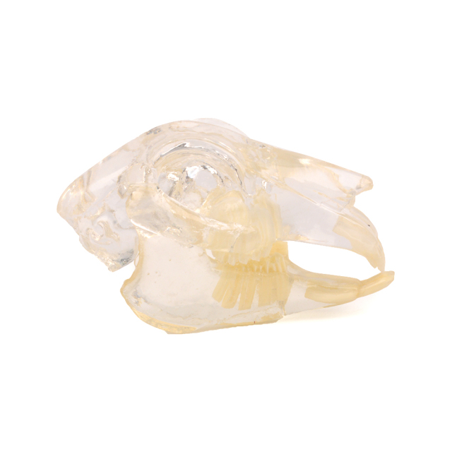Clear 3D Rabbit Teeth Dentition Model with Skull, Jaw for Teaching