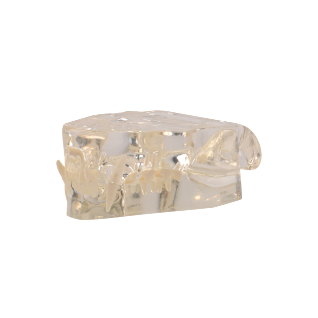 Feline Dental Model - Cat Teeth and Clear Jaw Veterinary Educational Tool