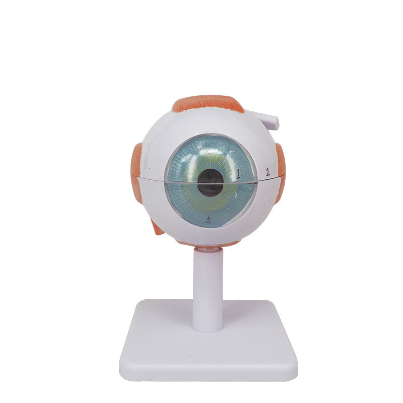 3 Times Enlarged Eye Anatomy Model, 6 Part