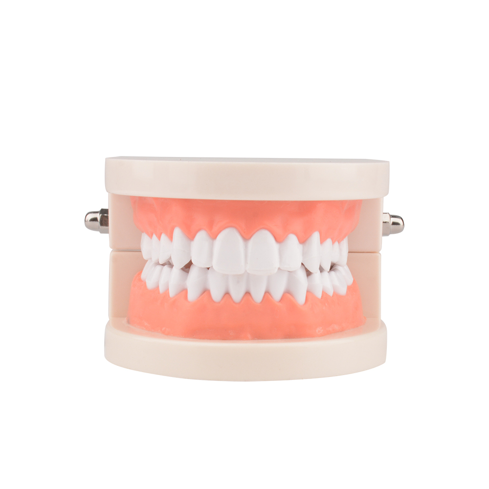 Standard Dental Tooth Decay Study Model, 1:1 Life Size Child