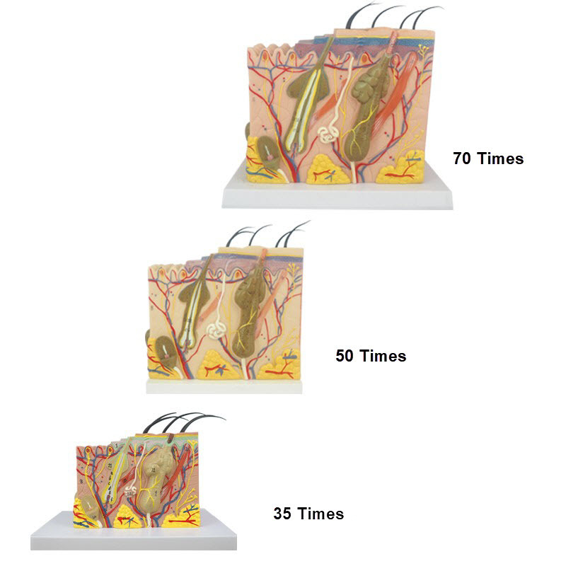 Human 3D Skin Model, Enlarged Anatomical Study Model