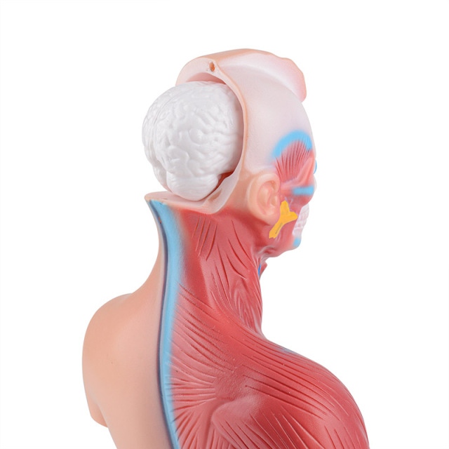 Unisex Mini Human Torso Model with Removal Parts（15 Parts）
