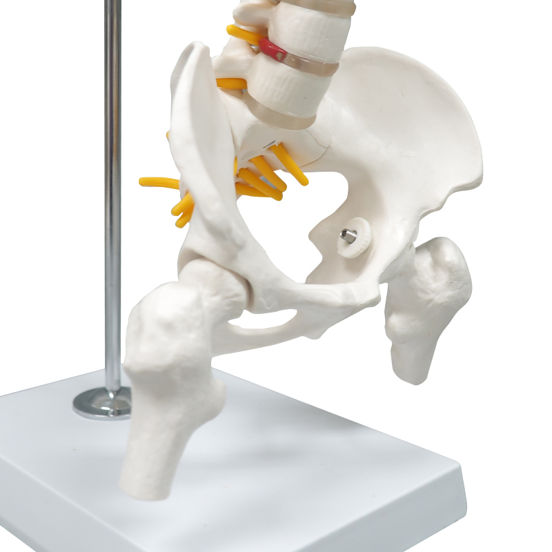 45cm Full Spine Skeleton Model with Femur & Disc Pelvis for Chiropractors