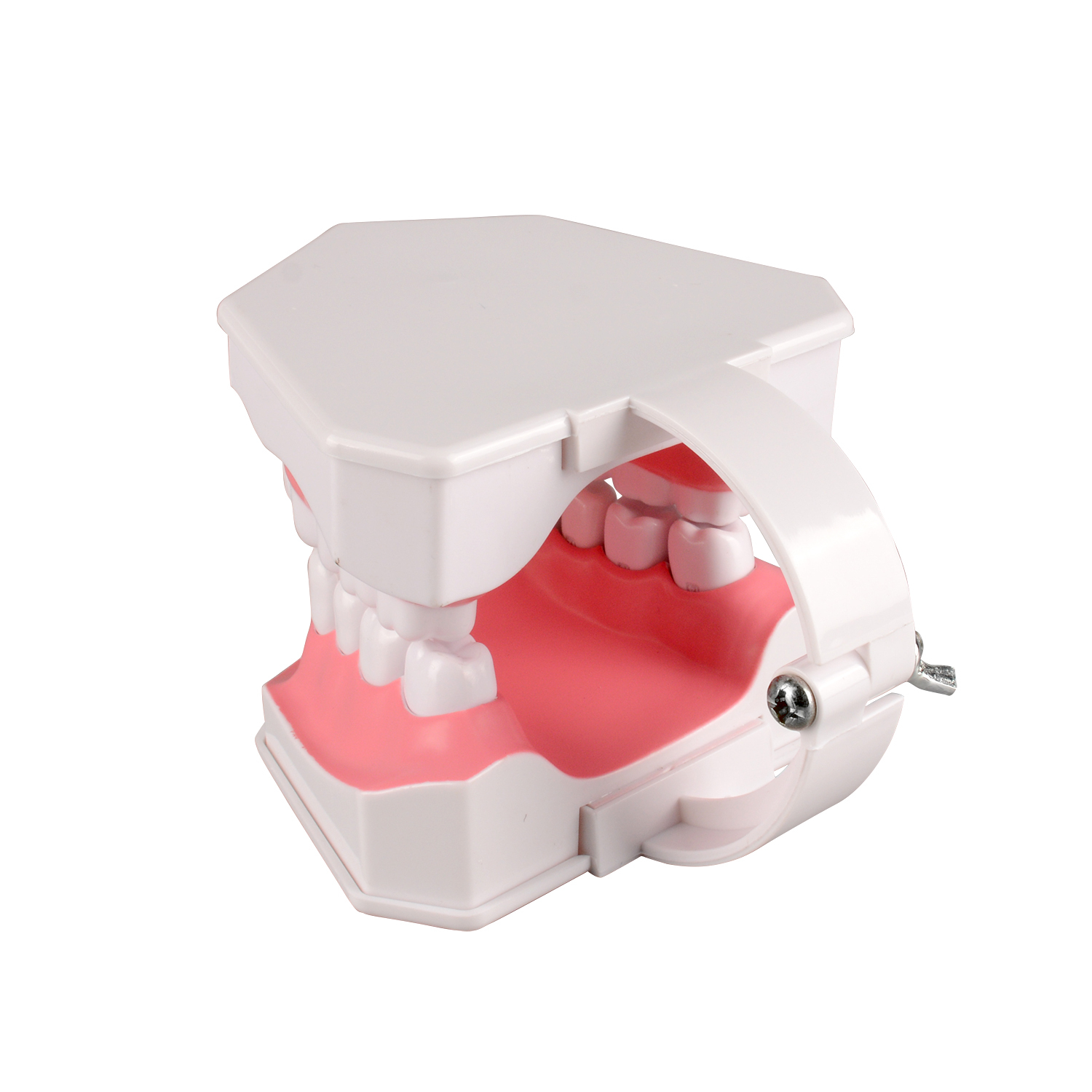 Adult Tooth Brushing Model, 2 Times Enlarge for Dental Teaching