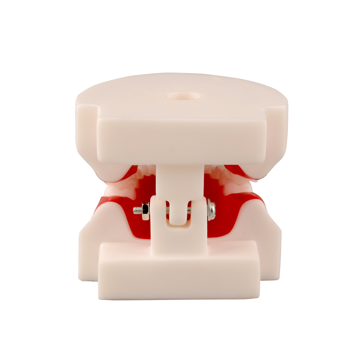 Child Teeth & Gum Demonstration Model 6-9 Years Old for Teaching