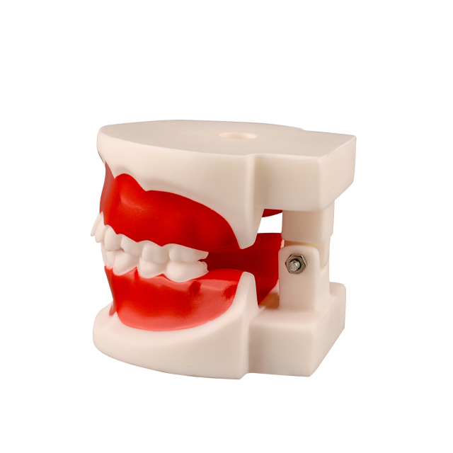 Child Teeth & Gum Demonstration Model 6-9 Years Old for Teaching