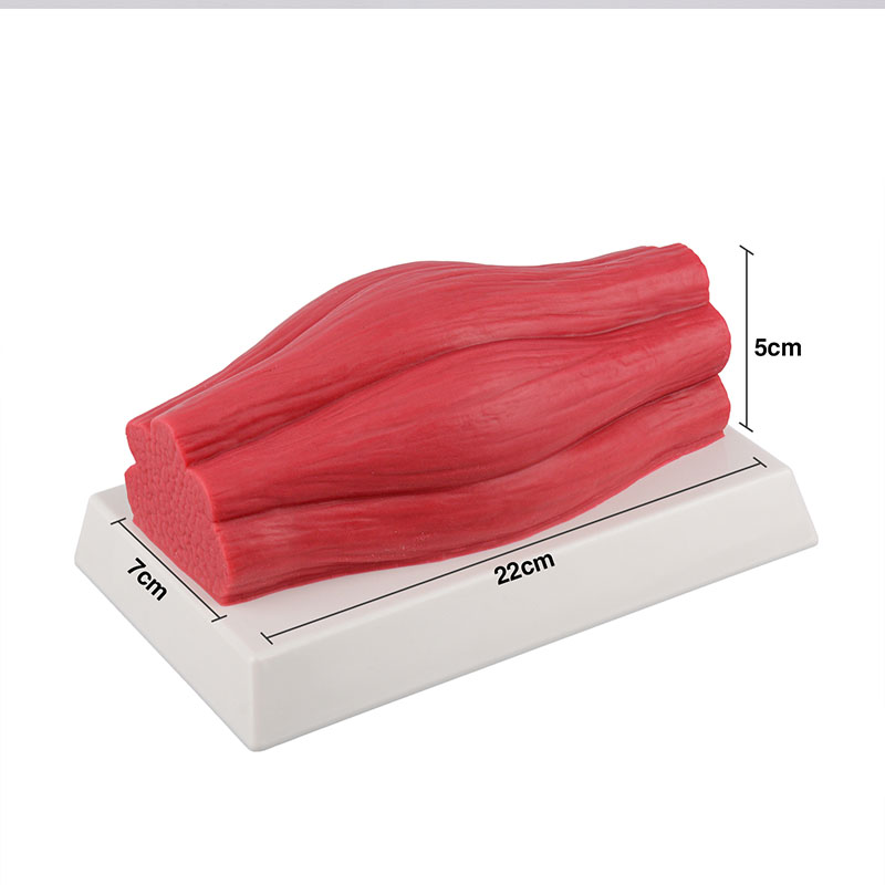 5lb muscle brick replica