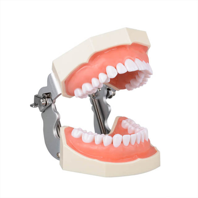 Dental Typodont Teeth Model - Study Cavity Preparation Practice, Detachable