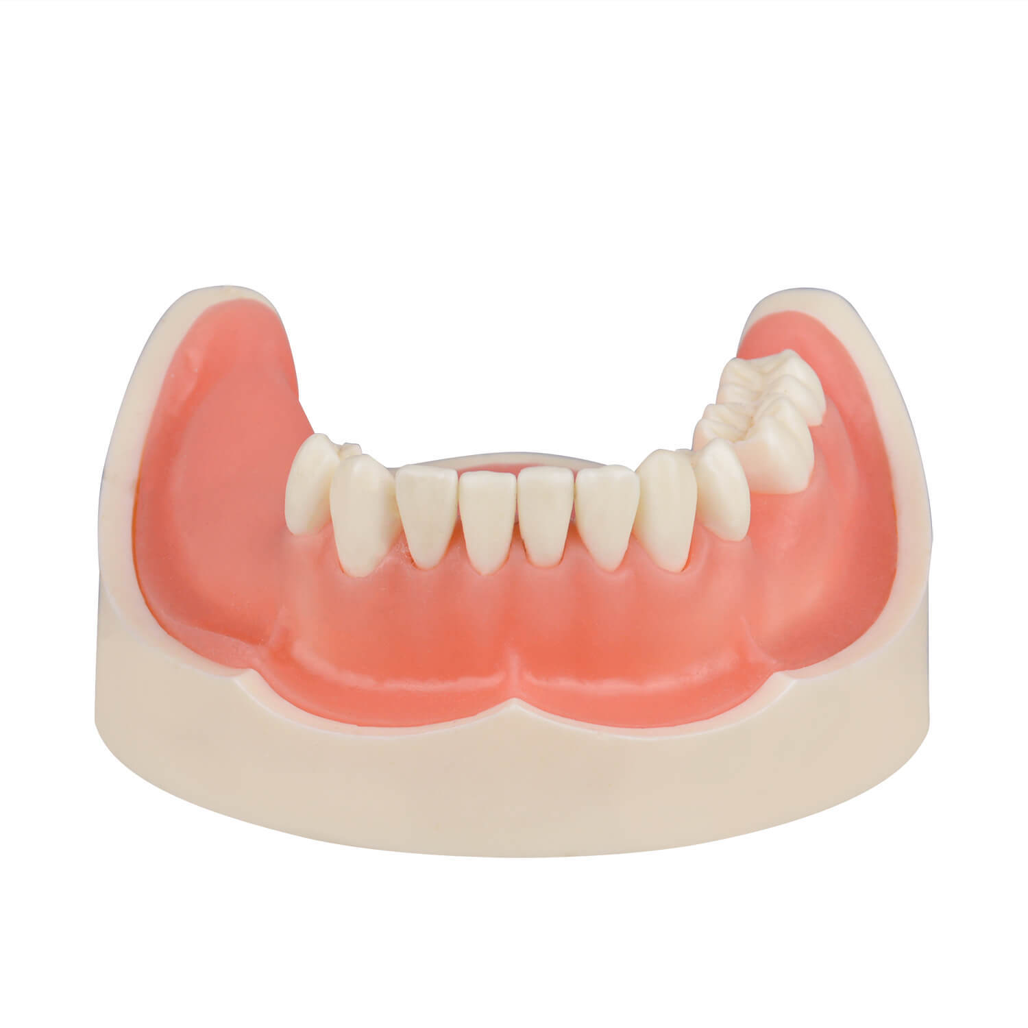 Human Mandible Implant Training Model Missing 47, 46, 45, 35 Teeth