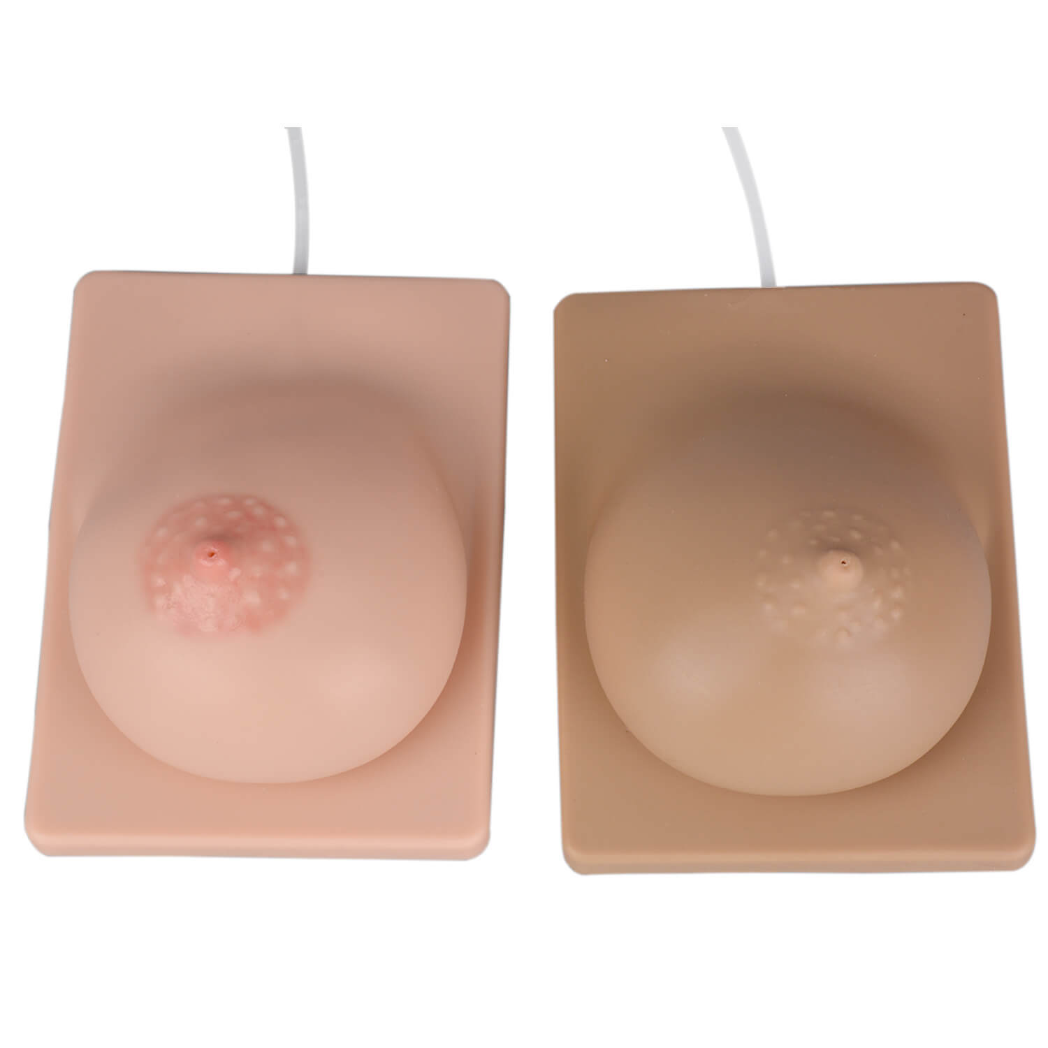Lactating Breast Model for Education, Bilateral