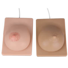 Lactating Breast Model for Education, Bilateral