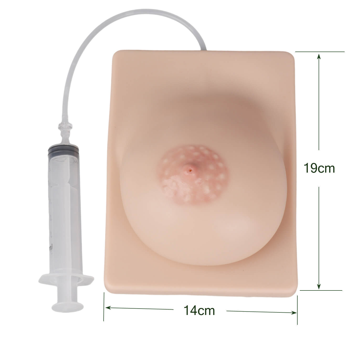 Lactating Breast Model for Education, Bilateral