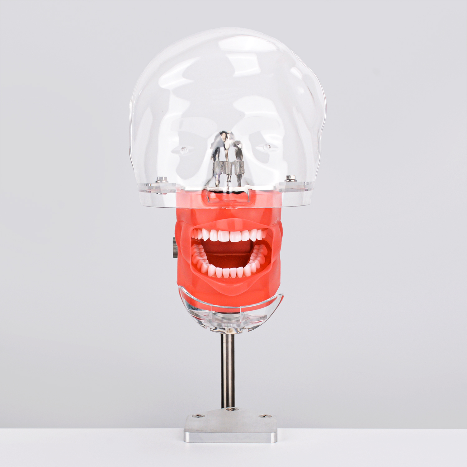 Advanced Dental Phantom Head for Students/Dentist Typodont Practice