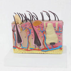 Dog 3D Skin Anatomy Model for Veterinary Study