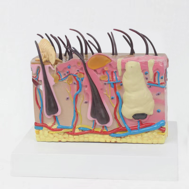 Dog 3D Skin Anatomy Model for Veterinary Study