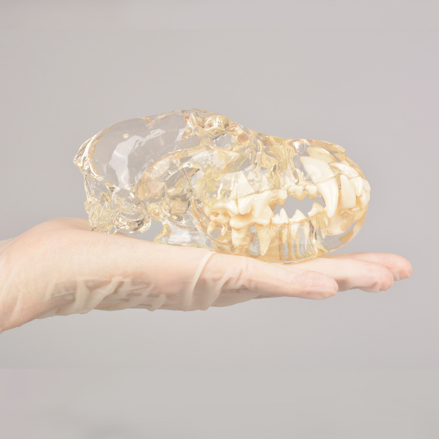 Canine Skull Dentoform Dental Model w/o Radiopaque Teeth