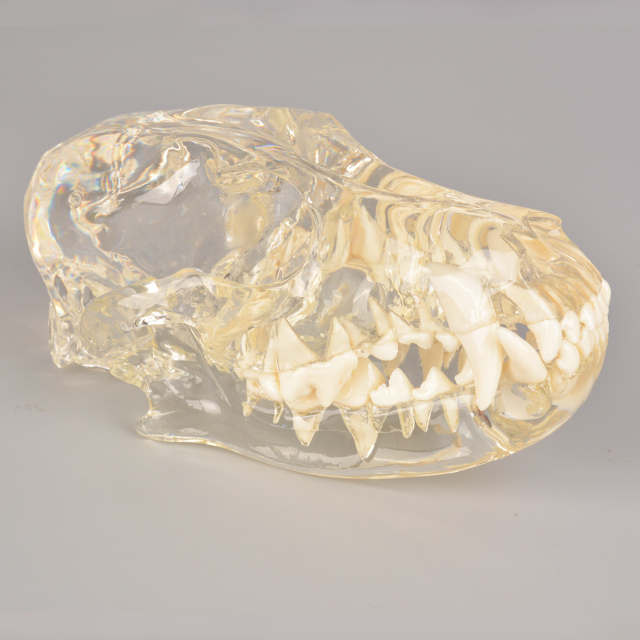 Canine Skull Dentoform Dental Model w/o Radiopaque Teeth
