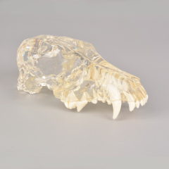 Canine Skull Dentoform Dental Model w/o Radiopaque Teeth