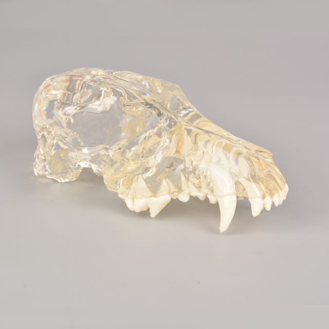 Canine Skull Dentoform Dental Model w/o Radiopaque Teeth