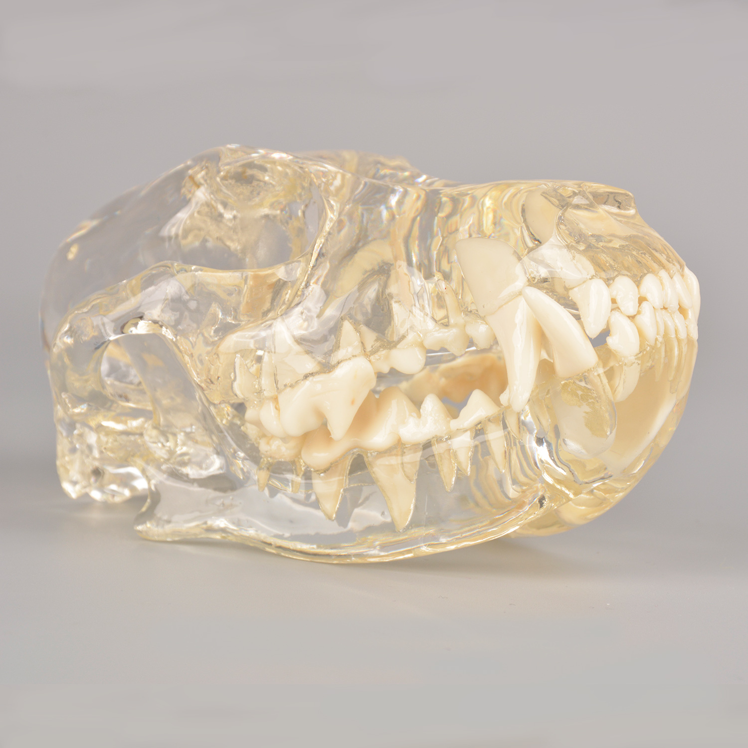 Canine Skull Dentoform Dental Model w/o Radiopaque Teeth