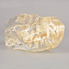 Canine Skull Dentoform Dental Model w/o Radiopaque Teeth