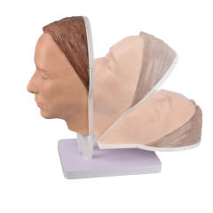 Female Head Model with Removable Stand