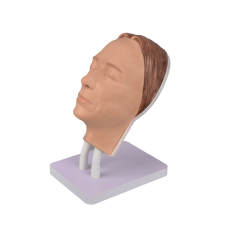Female Facial Injection Model with Ajustable Stand