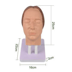The Size of Facial Injection Training Head Model