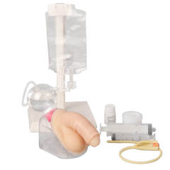 Male Urinary Catheterization Model