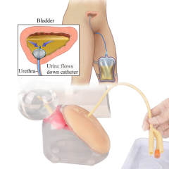 Female Urinary Catheterization Trainer