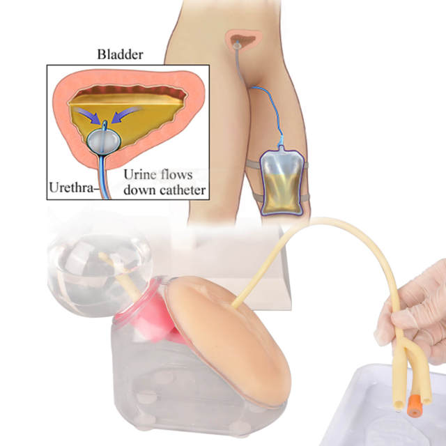 Female Urinary Catheterization Trainer