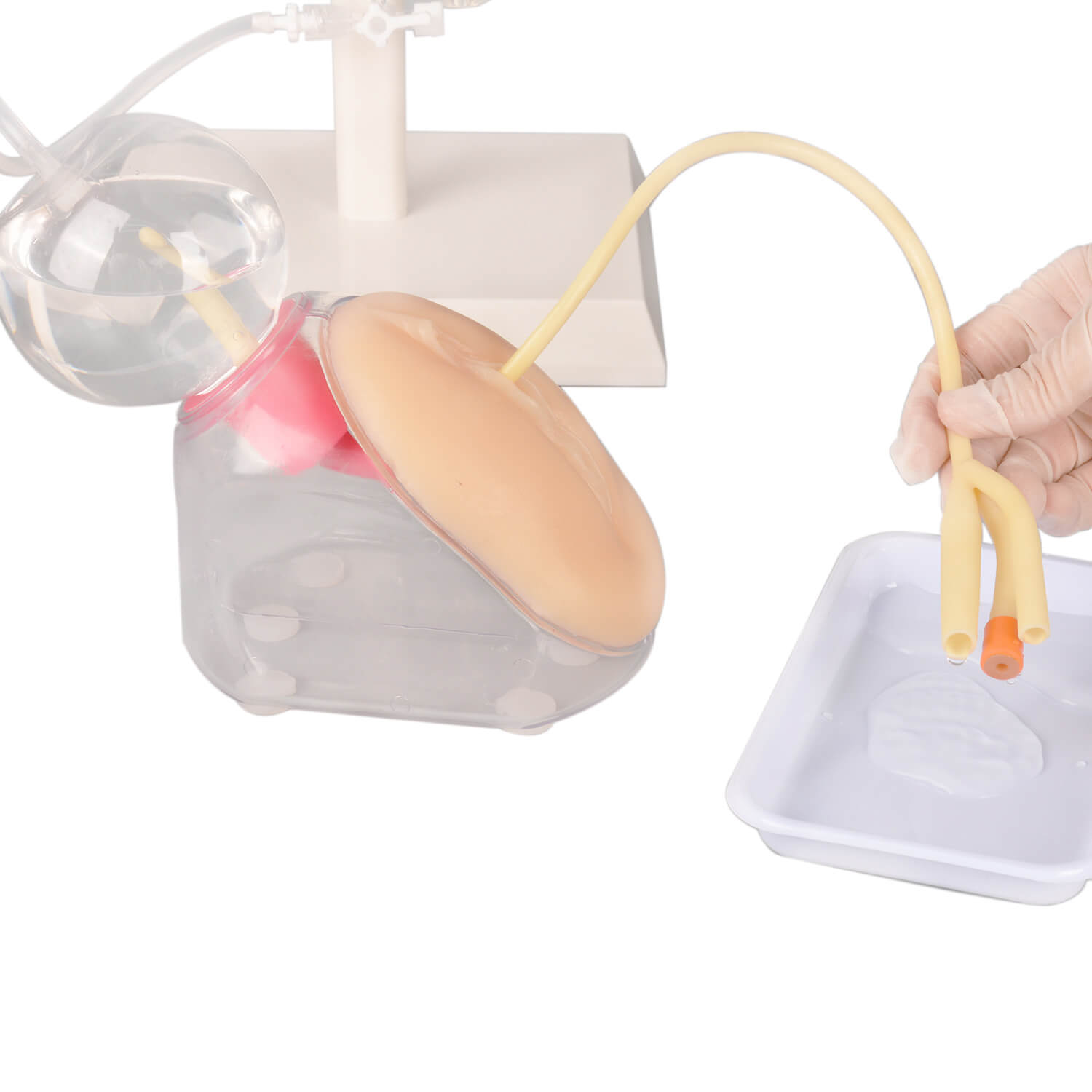 Female Urinary Catheterization Trainer