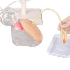 Female Urinary Catheterization Trainer
