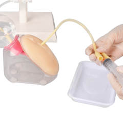 Female Urinary Catheterization Trainer