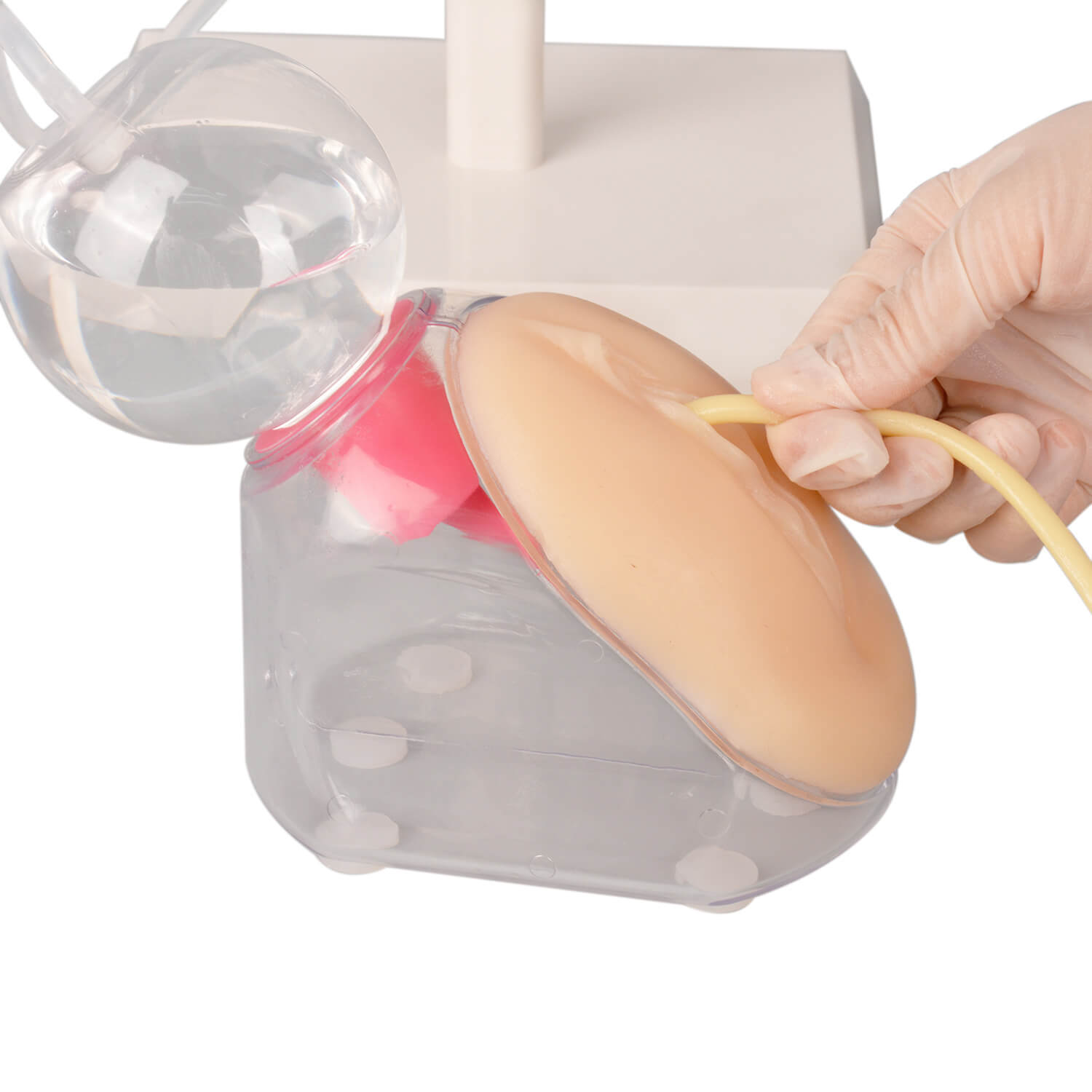Female Urinary Catheterization Trainer