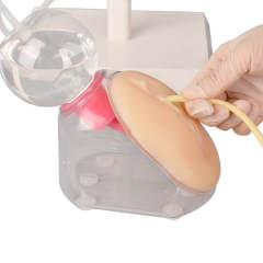 Female Urinary Catheterization Trainer