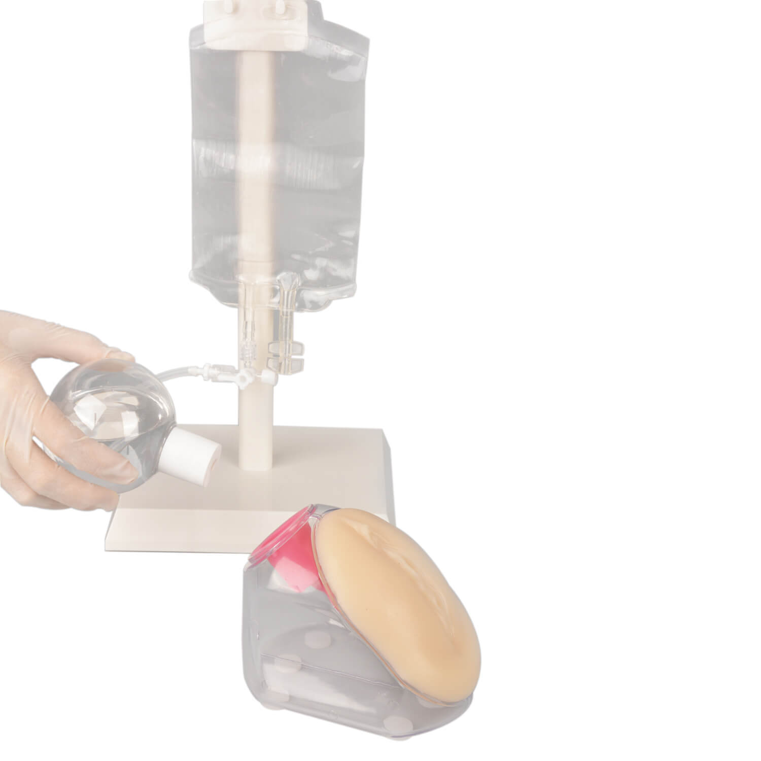 Female Urinary Catheterization Trainer