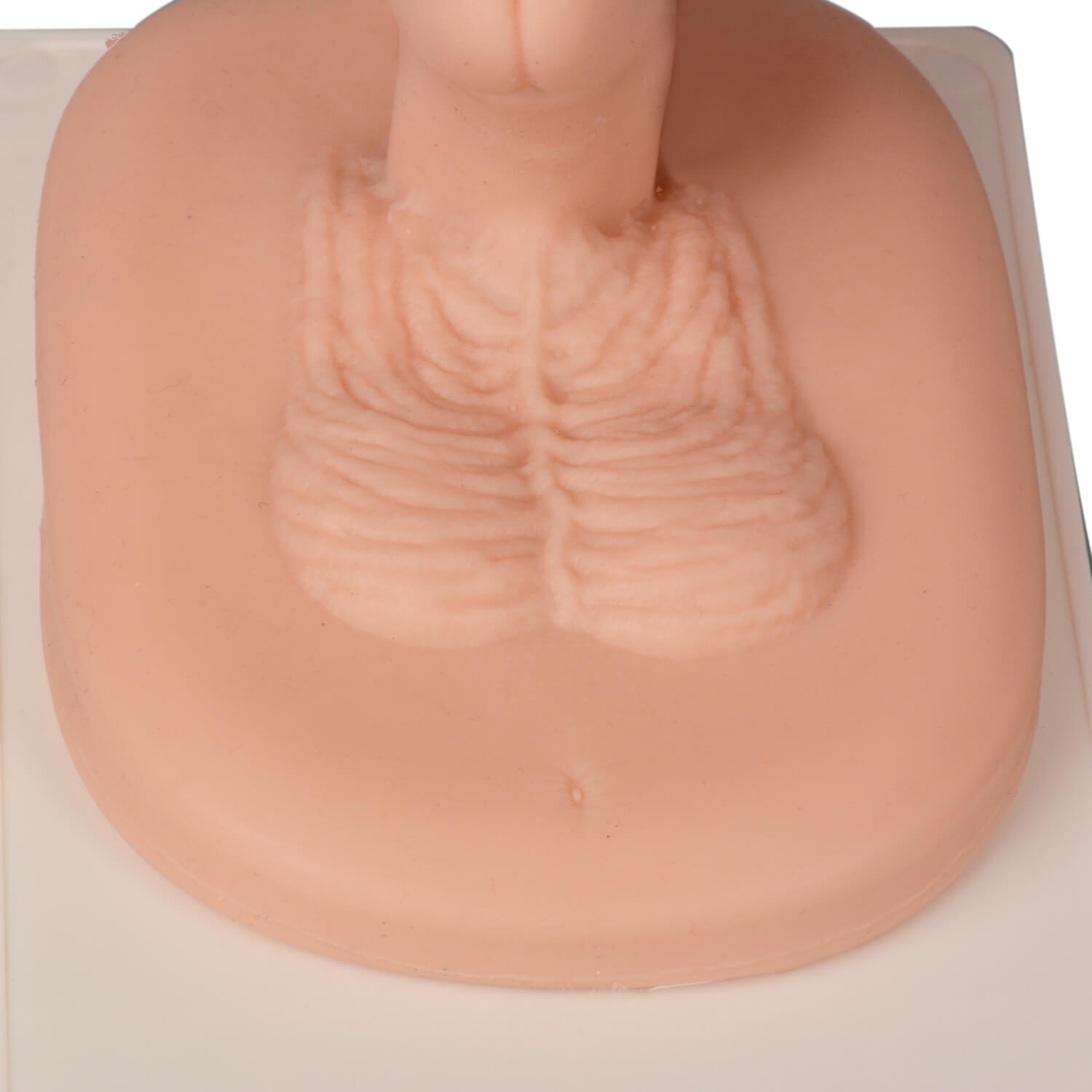 Adult Male Circumcision Trainer (3 Skin Tones)
