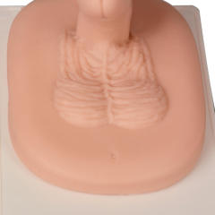 Adult Male Circumcision Trainer (3 Skin Tones)