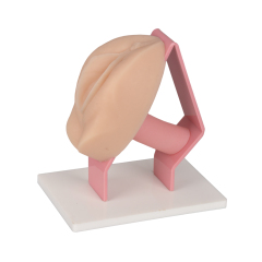 Gynecological Pelvic Speculum Exam Practice Health Model