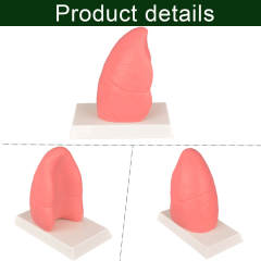 Healthy and Smokers Lung Model, Small and Large Size