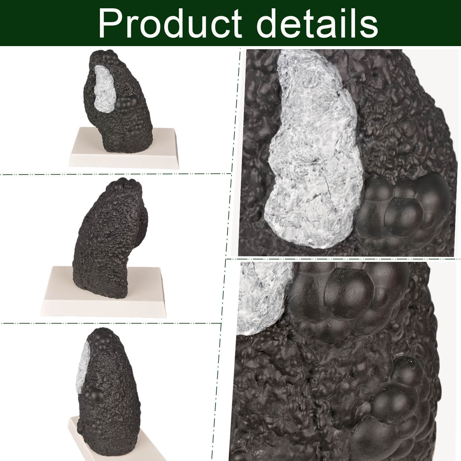 Healthy and Smokers Lung Model, Small and Large Size