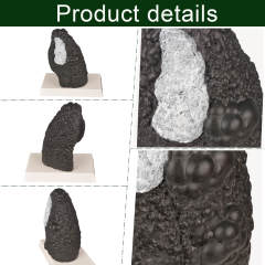 Healthy and Smokers Lung Model, Small and Large Size