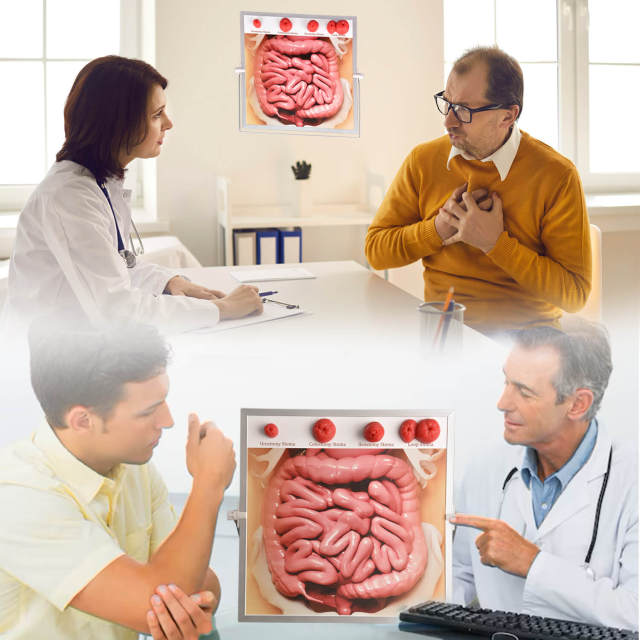 Tabletop & Hanging Ostomy Model Kit