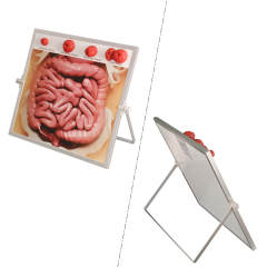 Tabletop & Hanging Ostomy Model Kit